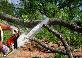 Best Stump Grinding and Removal  in Fredonia, WI